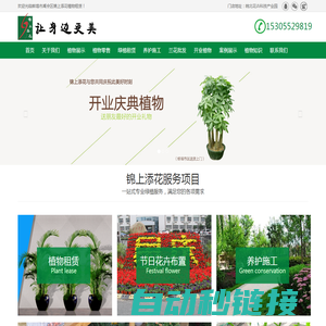 专业办公室植物租赁价格！为您提供室内优质盆栽、租花卉、绿植租摆零售批发一体化服务 - 蚌埠锦上添花植物租售公司